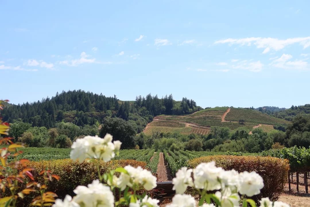 Cover Image for Napa-Sonoma Agro-Tourism Renaissance 2026