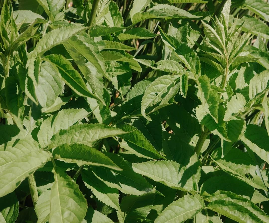 Cultivar Sausalito flagship opening February 2026