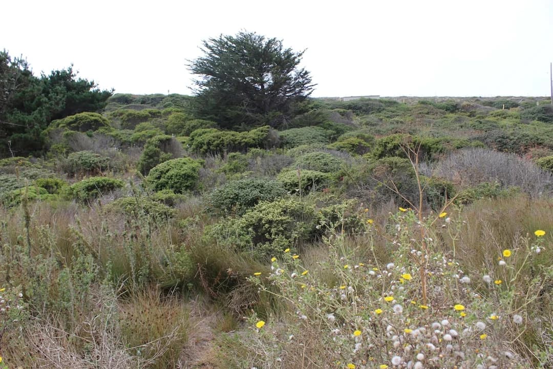 Bay Area Native Plant Corridors Initiative 2026 Funding Wins